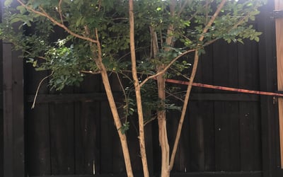 Photo of Jen C.'s yard after getting landscaping in Caddo Mills, TX
