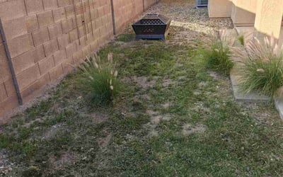 Photo of Ravi G.'s yard after getting tree care in Tolleson, AZ