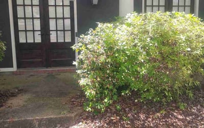 Photo of Jeremy B.'s yard after getting landscaping in Madison, MS
