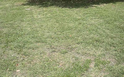Photo of John V.'s yard after getting landscaping in Leander, TX