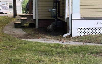 Photo of Alex R.'s yard after getting landscaping in Webster, MA