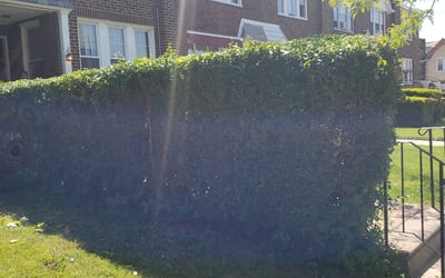 Photo of Jill C.'s yard after getting landscaping in Wallingford, PA