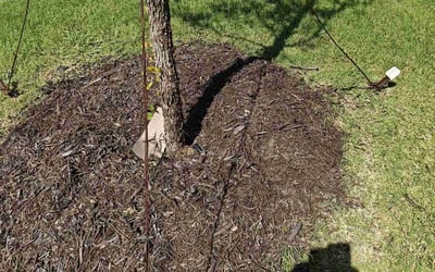 Photo of Lisa K.'s yard after getting landscaping in Prosper, TX