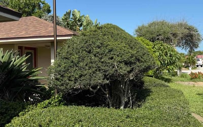 Photo of Olga B.'s yard after getting landscaping in Satellite Beach, FL