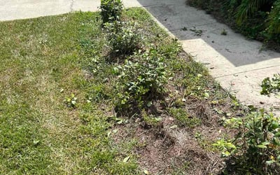 Photo of Lauren R.'s yard after getting landscaping in Windermere, FL