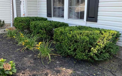 Photo of Calvin A.'s yard after getting tree care in Latonia, KY