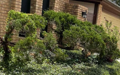 Photo of Deborah H.'s yard after getting landscaping in Sealy, TX