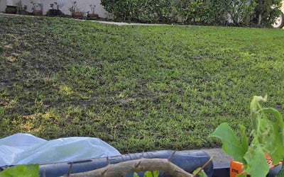 Photo of Merna T.'s yard after getting landscaping in Minneola, FL