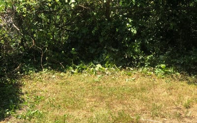 Photo of Paul P.'s yard after getting landscaping in Flint Hill, VA