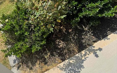 Photo of Janet B.'s yard after getting tree care in Mooresville, NC