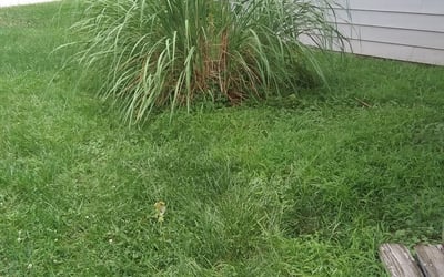 Photo of Donna T.'s yard after getting tree care in Mission, KS