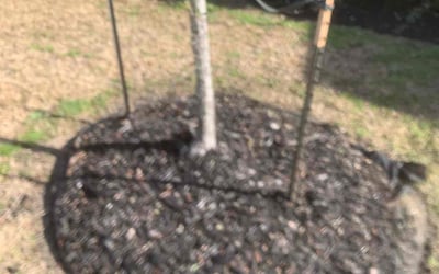 Photo of Jon G.'s yard after getting lawn care in Alvin, TX