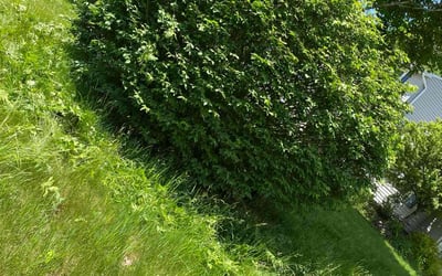 Photo of Jessie S.'s yard after getting landscaping in Oswego, NY