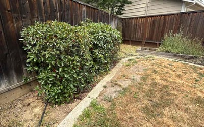 Photo of Sarah G.'s yard after getting landscaping in Union City, CA