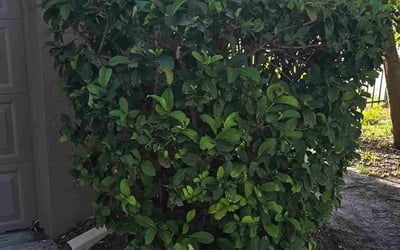 Photo of Michael B.'s yard after getting landscaping in Tampa, FL