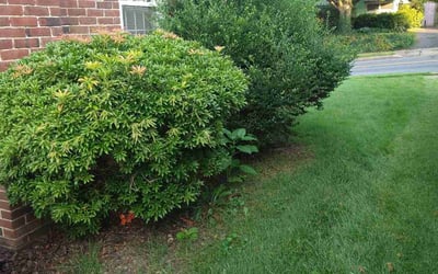 Photo of Troy H.'s yard after getting tree care in Elizabethtown, PA