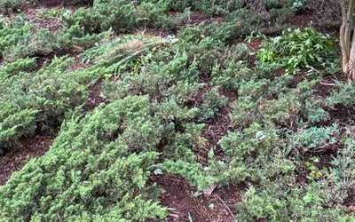 Photo of David K.'s yard after getting landscaping in Alpharetta, GA