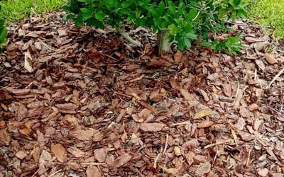 Photo of Bonna K.'s yard after getting tree care in Winter Springs, FL