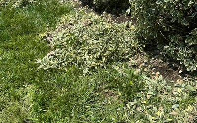 Photo of Chris C.'s yard after getting landscaping in Frederick, MD