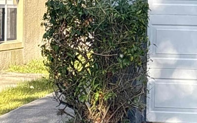 Photo of Matthew W.'s yard after getting landscaping in Riverview, FL