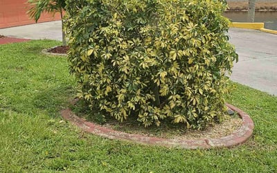 Photo of Shirley S.'s yard after getting tree care in Grant, FL