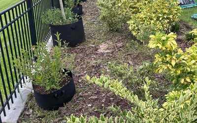 Photo of John D.'s yard after getting landscaping in Montverde, FL