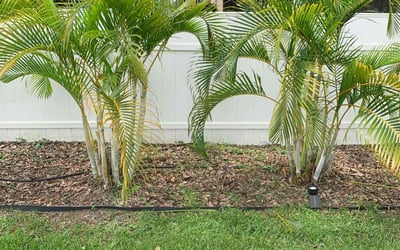 Photo of Eric J.'s yard after getting landscaping in Lakeland, FL