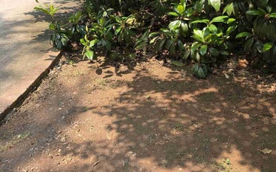 Photo of Rick M.'s yard after getting landscaping in Greenville, SC