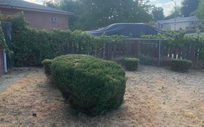 Photo of Ryan B.'s yard after getting landscaping in Camino, CA