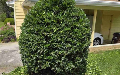 Photo of Lynn S.'s yard after getting landscaping in Oak Ridge, TN