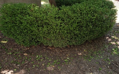 Photo of Charles L.'s yard after getting landscaping in Camden Point, MO