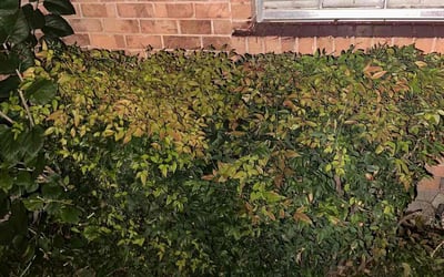 Photo of Denise G.'s yard after getting landscaping in Weston, TX
