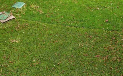 Photo of Kelly M.'s yard after getting landscaping in Mukilteo, WA
