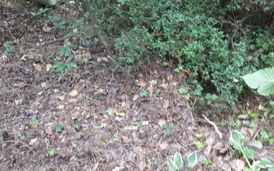 Photo of Steven H.'s yard after getting landscaping in Pine Level, NC