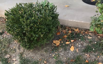 Photo of Shelley B.'s yard after getting landscaping in Concordia, MO
