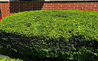 Photo of Regina C.'s yard after getting landscaping in Greencastle, IN