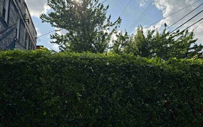 Photo of Dorothy S.'s yard after getting landscaping in Elkwood, VA