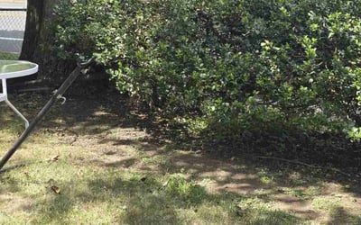 Photo of Paul J.'s yard after getting tree care in Brooklyn, NY