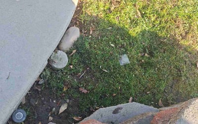 Photo of Janet W.'s yard after getting tree care in Petaluma, CA