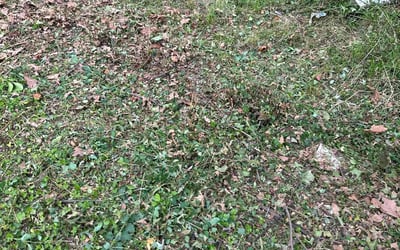 Photo of Mike M.'s yard after getting landscaping in Saint Ann, MO