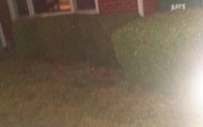 Photo of David K.'s yard after getting landscaping in Edinburgh, IN