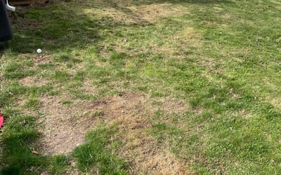 Photo of Chris M.'s yard after getting landscaping in New Hyde Park, NY