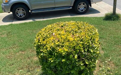Photo of Kathy W.'s yard after getting landscaping in Newport News, VA