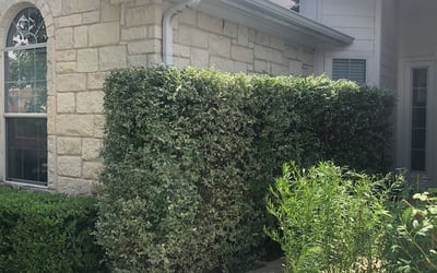 Photo of Jason K.'s yard after getting tree care in Round Rock, TX
