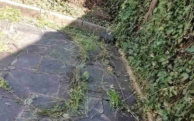 Photo of David R.'s yard after getting landscaping in Great Falls, VA