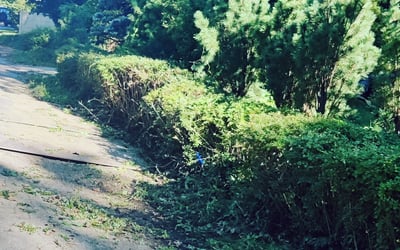Photo of Benjamin W.'s yard after getting landscaping in Tarlton, OH