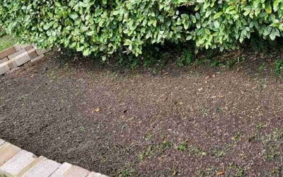 Photo of Calvin R.'s yard after getting landscaping in Kendleton, TX
