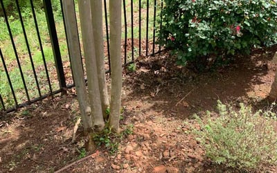 Photo of Sharon T.'s yard after getting landscaping in Smyrna, SC