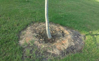 Photo of Christy B.'s yard after getting landscaping in Monroe, NC