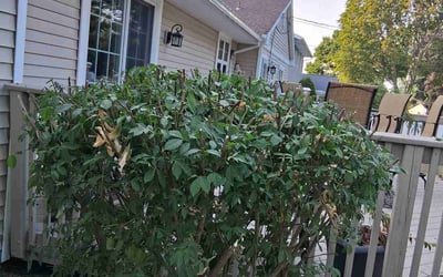 Photo of James C.'s yard after getting tree care in Rochester, NY